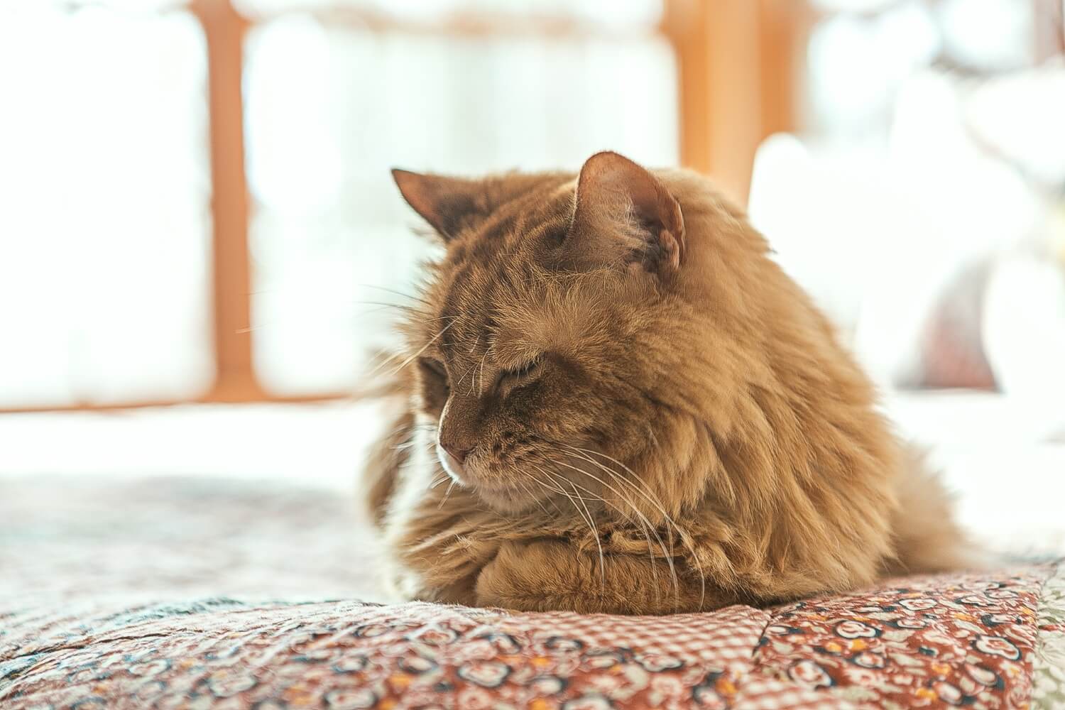 A fluffy cat lounging on a colorful quilt in a sunlit bedroom.